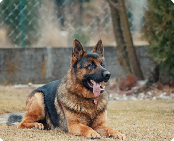 De postbode van Putten Connection test